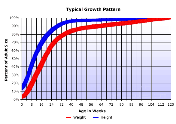 Labrador Weight Chart